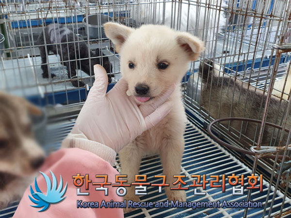 한국동물구조관리협회_441559202300429